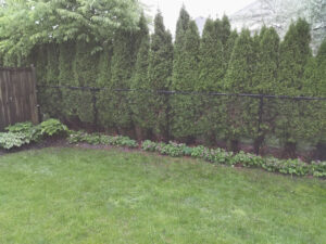 Chain Link Fence and Landscaping 2